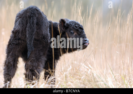 Scottish Highland bovins (Bos primigenius f. taurus), juvénile Banque D'Images