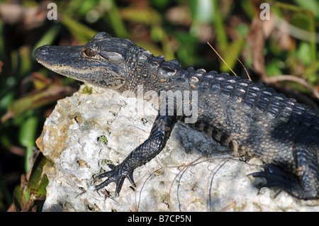 Alligator bébé soleil sur la roche Banque D'Images