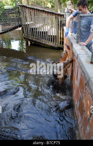 Les gens l'enregistrement d'alligator Banque D'Images