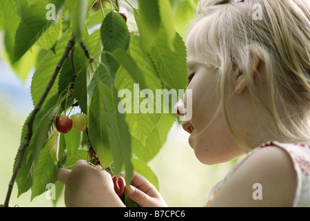 Petite blonde girl picking cherries, Allemagne Banque D'Images