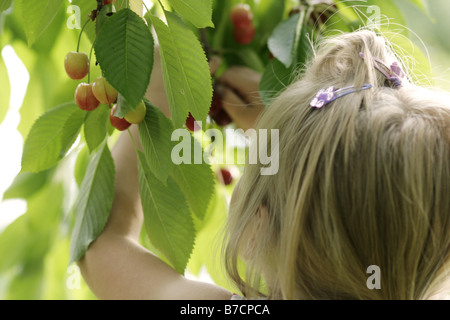 Petite blonde girl picking cherries, Allemagne Banque D'Images