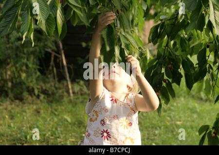 Petite blonde girl picking cherries, Allemagne Banque D'Images