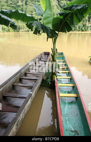 Deux canoës d'Embera tribu à la rivière Chagres, Panama, rivière Chagres Nationalpark, Parar-Paru Banque D'Images