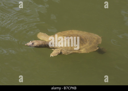 Tortue à nez de cochon, ponctuées à épines, Guinée, tortue sans plateau pignosed molle (Carettochelys insculpta), swimmi Banque D'Images