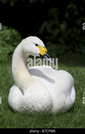 Le cygne de Bewick, Bewicks Swan (Cygnus bewickii, Cygnus columbianus bewickii), allongé sur un pré Banque D'Images