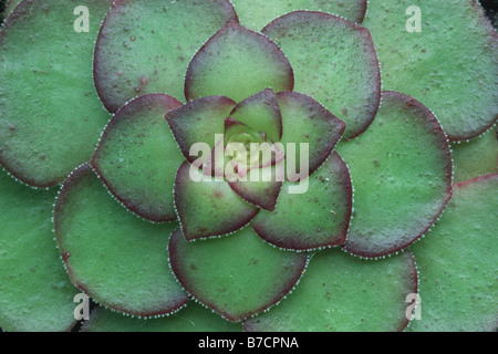 Aeonium Aeonium (spec.), feuilles de stonecrop sur roches de surface, de Madère Banque D'Images