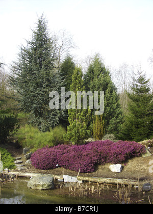 (Erica carnea bruyère d'hiver 'Myreton Ruby', Erica carnea Erica Myreton yreton Ruby, 'Ruby', Erica carnea Erica, Ruby Myreton), Banque D'Images