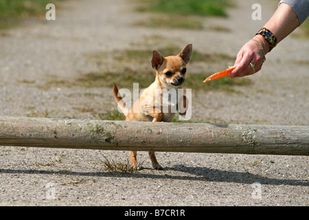 Chihuahua (Canis lupus f. familiaris), Chihuahua, 5 mois, sautant par dessus un obstacle de base Banque D'Images