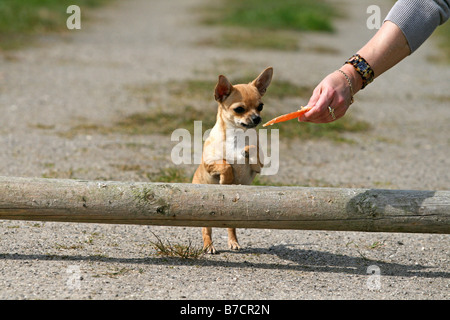 Chihuahua (Canis lupus f. familiaris), Chihuahua, 5 mois, sautant par dessus un obstacle de base Banque D'Images