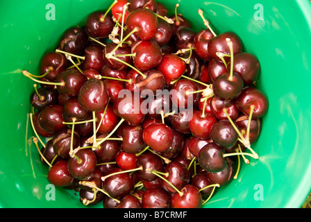 Cerises Bing récoltés après une pluie inattendue au début de décembre montrant split et cerises entières dans un seau vert Banque D'Images