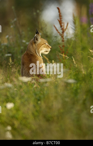 Le lynx eurasien (Lynx lynx), des profils Banque D'Images