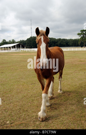 Nouvelle Angleterre Shire Horse Center à Ocala en Floride USA un jeune shire horse dans un enclos Banque D'Images