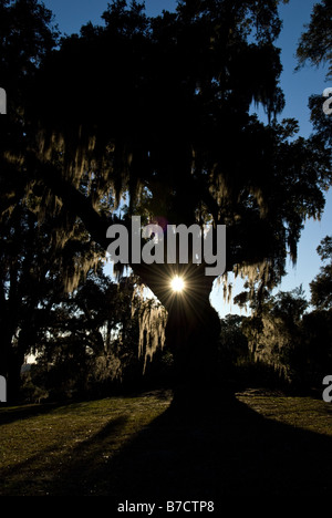 Le coucher de soleil vu à travers un chêne à Mepkin Abbey, en Caroline du Sud. Banque D'Images