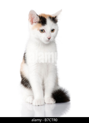 Chaton Shorthair européenne cat 2 mois devant un fond blanc Banque D'Images