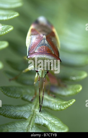 Bouclier Bug Elasmostethus interstinctus bouleau Banque D'Images