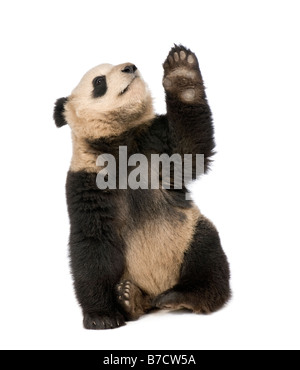 Panda géant Ailuropoda melanoleuca 18 mois devant un fond blanc Banque D'Images