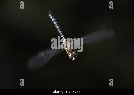 Hawker Aeshna mixta migrants en vol Banque D'Images