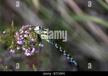 Le sud de Hawker Aeshna cyanea reposant sur la bruyère Banque D'Images