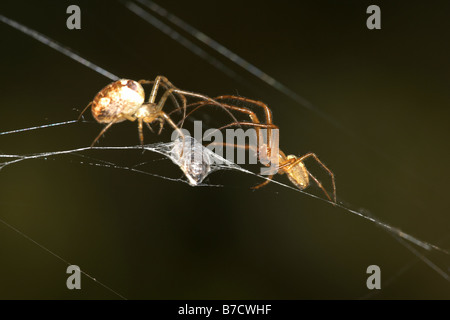 Deux araignées rétractable une mouche pris dans silk web à l'Yorksahire Cliffe Woods Wildlife Trust Nature Reserve East Yorkshire UK Banque D'Images