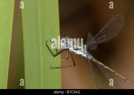 Demoiselle Lestes sponsa émeraude mâle Banque D'Images