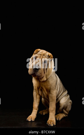 Un chien Shar-Pei Banque D'Images