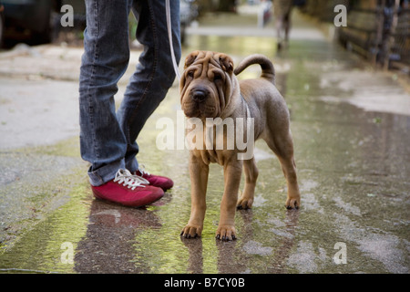 Un Shar-pei en laisse, à l'extérieur Banque D'Images