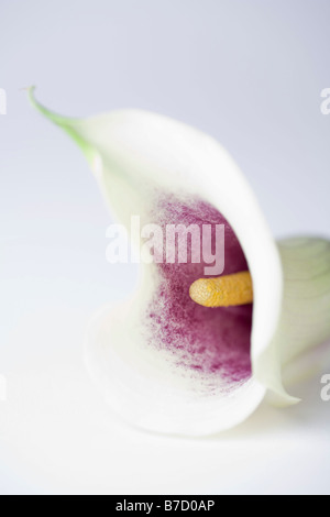 Une Calla Lily (Zantedeschia aethiopica), close-up Banque D'Images