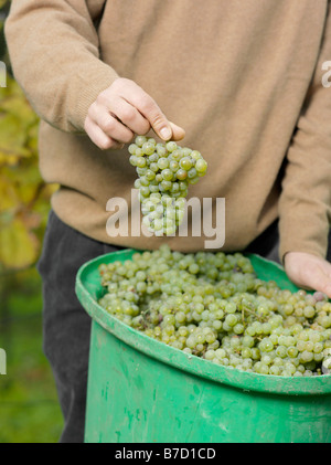 Un vigneron tenant une grappe de raisins Banque D'Images