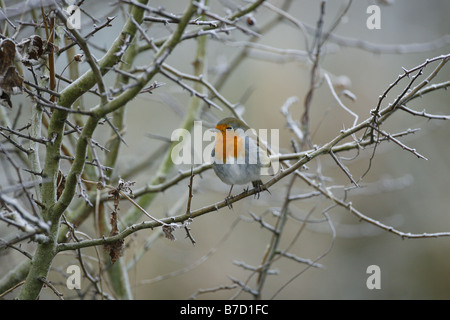Erithacus rubecula aux abords adulte seul perché en bush pris Janvier Arundel West Sussex UK Banque D'Images