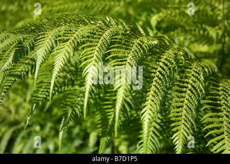 Arbre généalogique fronde de fougère Dicksonia antarctica close-up. Banque D'Images