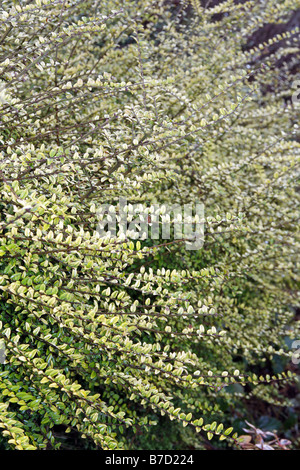 LONICERA NITIDA BAGGESENS l'AGA de l'OR Banque D'Images