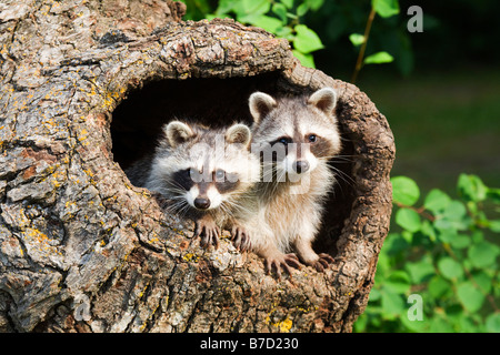 Deux ratons laveurs dans un creux d'arbre Banque D'Images