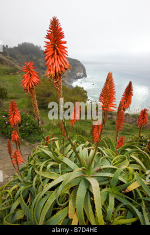 L'Aloe arborescens poussant dans un jardin à l'Lucia Lodge, Lucia, California, USA Banque D'Images