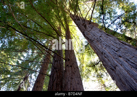 Bois rouge des arbres près de la Big Sur Lodge, Julia Pfeiffer Burns State Park, côte de Big Sur, Californie, USA Banque D'Images