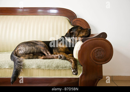 Chien portant sur un canapé Banque D'Images