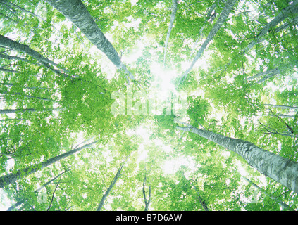 Le soleil qui rayonne à travers les feuilles des arbres Banque D'Images