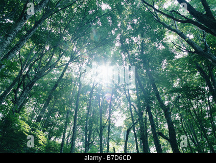 Le soleil qui rayonne à travers les feuilles des arbres Banque D'Images