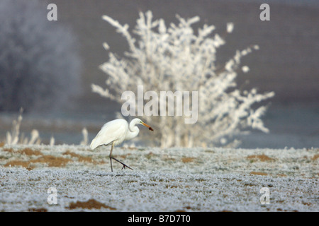 Grande Aigrette Grande Aigrette (Egretta alba, Casmerodius albus, Ardea alba), sur prairie avec givre avec capturés mole, Germ Banque D'Images