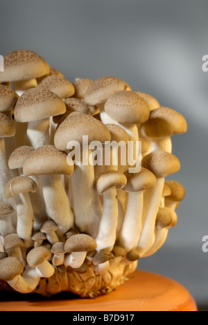 Champignons Shimeji Buna aussi connu sous le nom de "brown mushrooms hêtre Banque D'Images