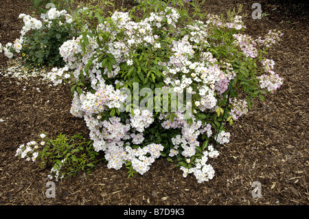 Shrub rose (Rosa 'Ballerina', Rosa ballerine), arbuste en fleurs Banque D'Images