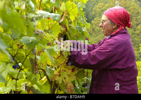 Femme à la collecte de raisins, de l'Allemagne, Bade-Wurtemberg Banque D'Images