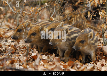 Le sanglier, le porc, le sanglier (Sus scrofa), le repos, l'Allemagne, piggies Rhénanie du Nord-Westphalie Banque D'Images