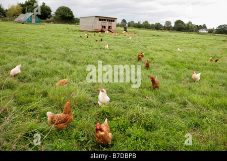 Poules Banque D'Images