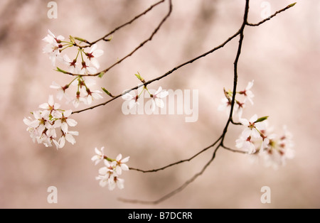 Weeping Higan Cherry Blossom. Prunus subhirtella Pendula Banque D'Images