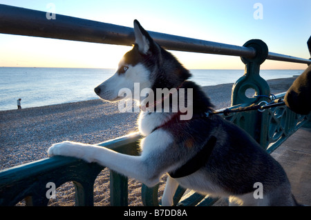 Un Husky Sibérien donne sur la mer de Brighton et Hove, Promenade Banque D'Images