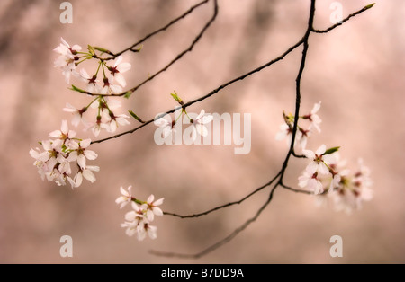 Weeping Higan Cherry Blossom. Prunus subhirtella Pendula Banque D'Images