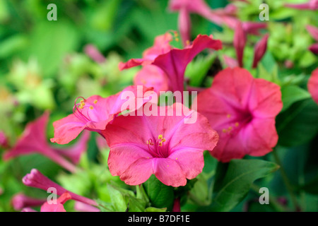 MIRABALIS JALAPA MERVEILLE DE PÉROU QUATRE PLANTES OCLOCK Banque D'Images