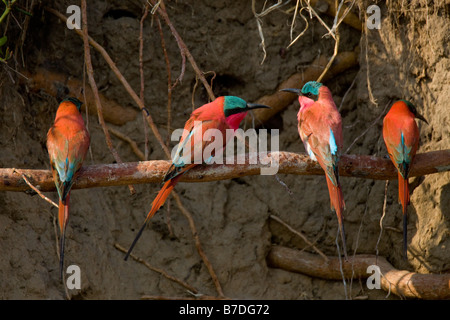 Le sud de Carmine Bee-eaters perché sur une branche dans l'enclave de l'Okavango, au Botswana Banque D'Images