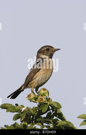 (Saxicola torquata stonechat commun), femme, l'Autriche, Lac Banque D'Images