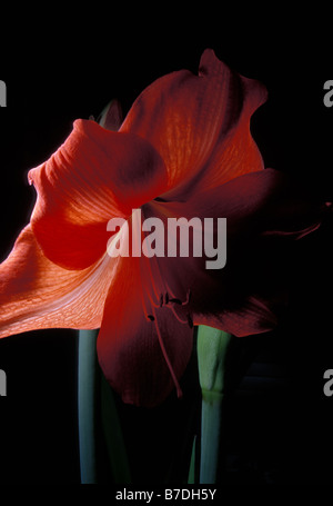 Amaryllis sur fond noir. Banque D'Images